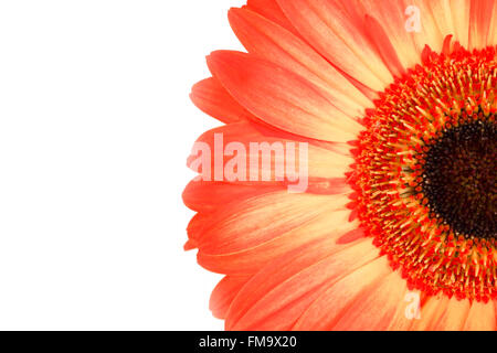 Belle fleur gerbera orange avec centre noir. Close-up isolé sur fond blanc Banque D'Images