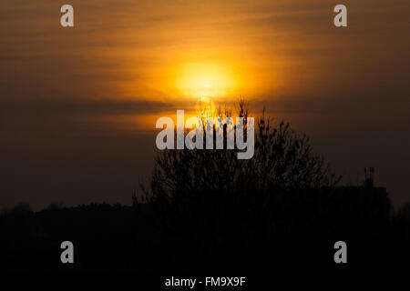 Londres, Royaume-Uni. 11 mars, 2016. Météo France : orange coucher de soleil sur le Nord de Londres : Crédit Dinendra Haria/Alamy Live News Banque D'Images