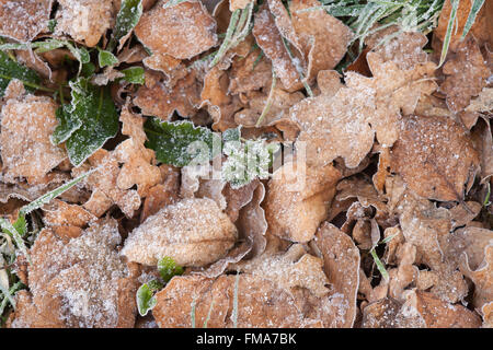 Les feuilles avec la nouvelle croissance briser enrobées de frost Banque D'Images