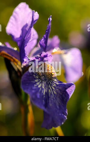 Blue Iris sibirica fleur avec la lumière du soleil qui l'été à travers les pétales. Banque D'Images