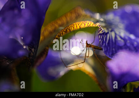 Une araignée des jardins cachés sous les pétales d'un Iris sibirica dans un jardin anglais. Banque D'Images