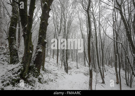 De grands arbres dans une forêt enneigée anglais. Banque D'Images