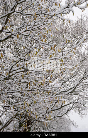 Les chatons de noisetier sur les branches fortement chargé avec la fin de l'hiver la neige. Banque D'Images