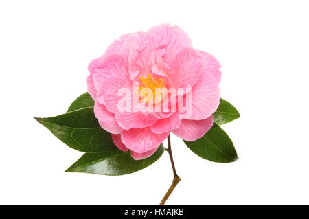 Fleur de camélia Magenta brillant et evergreen feuilles isolées contre white Banque D'Images