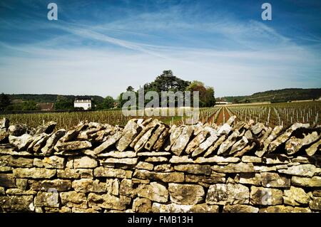 France, Côte d'Or, Meursault, la route touristique des Grands Crus de Bourgogne, climats, terroirs de Bourgogne classé au Banque D'Images