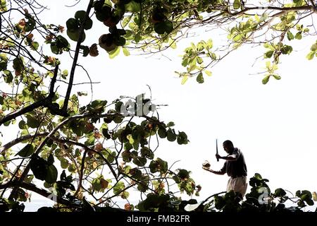 Cuba, Guantanamo, Baracoa, Man cutting une noix de coco avec une machette Banque D'Images