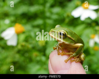 Cute Little Emerald tree frog s'asseoir sur le doigt, photo prise à Taipei, Taïwan Banque D'Images