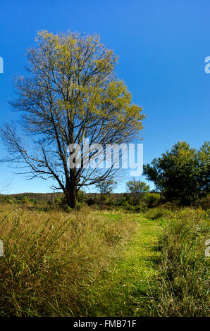 Arbre dans le champ de campagne avec chemin à Whitney point Comté de Broome Southern Tier Region Upstate New York, USA. Banque D'Images