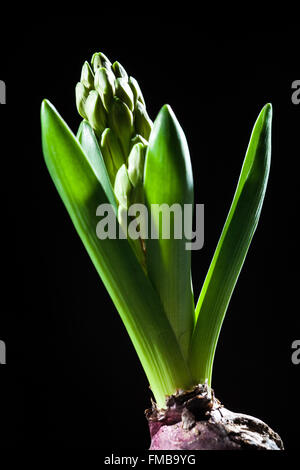 Les jeunes bourgeons jacinthe fond noir, fleur verte Banque D'Images