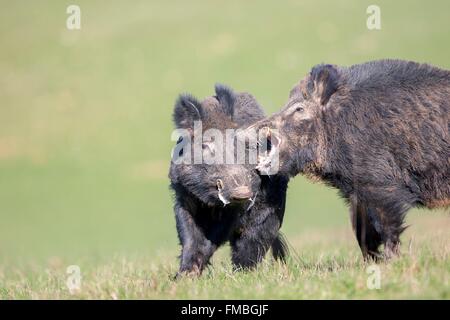 En France, la Haute Saône, parc privé, le sanglier (Sus scrofa), les mâles se battre Banque D'Images