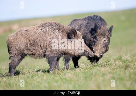 En France, la Haute Saône, parc privé, le sanglier (Sus scrofa), les mâles se battre Banque D'Images