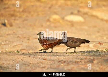 L'Inde, l'état du Karnataka, de montagnes de Sandur, Francolin à bec rouge peint (Galloperdix lunulata, couple Banque D'Images