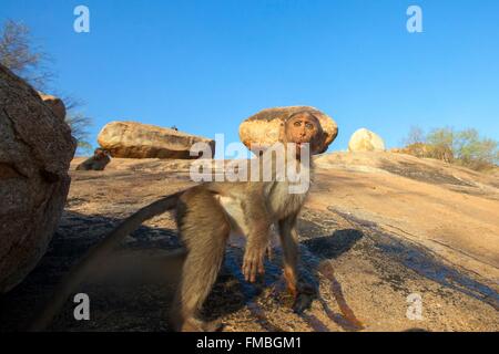 L'Inde, l'état du Karnataka, de montagnes de Sandur, capot macaque (Macaca radiata), homme Banque D'Images