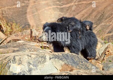 L'Inde, l'état du Karnataka, de montagnes de Sandur, ours (Melursus ursinus), mère avec bébé, mère portant des bébés sur le Banque D'Images