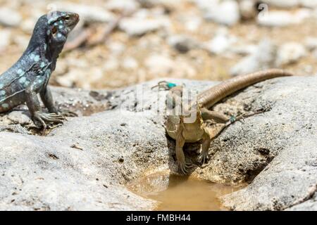 Antilles néerlandaises, Bonaire Island, Washington Slagbaai national park, coureur de Bonaire (Cnemidophorus murinus), homme et Banque D'Images