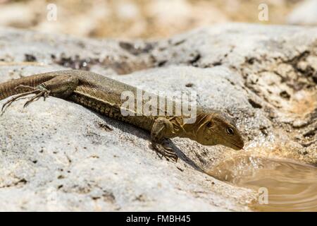 Antilles néerlandaises, Bonaire Island, Washington Slagbaai national park, coureur de Bonaire (Cnemidophorus murinus), Femme Banque D'Images