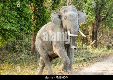 L'Inde, de l'Assam, le parc national de Kaziranga, classé au Patrimoine Mondial de l'UNESCO, l'éléphant d'Asie (Elephas maximus), mâle Banque D'Images