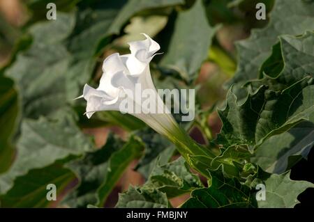 Stramoine (Datura stramonium) Banque D'Images