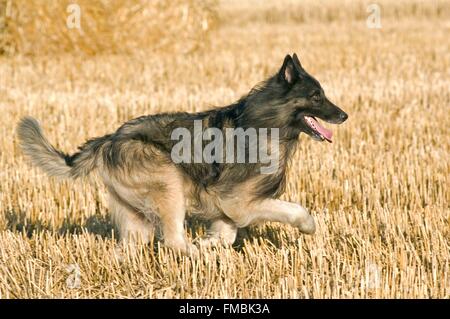 Tervuren (Canis familiaris) Banque D'Images