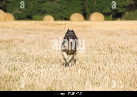 Tervuren (Canis familiaris) Banque D'Images