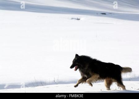 Tervuren (Canis familiaris), neige Banque D'Images