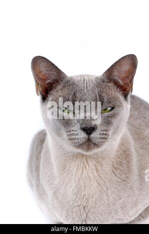 Chat (Felis silvestris catus), chat Birman Banque D'Images