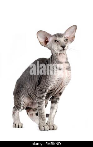 Chat (Felis silvestris catus), Peterbald Banque D'Images