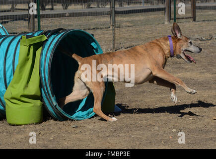 Agility : Chien boxer âgées race mélangée ne fonctionnant par tunnel Banque D'Images