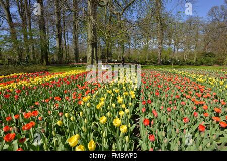 Pays-bas, le sud de la Province de Hollande, lisse, le parc floral de Keukenhof Banque D'Images