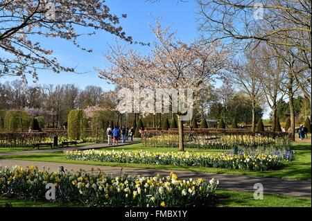 Pays-bas, le sud de la Province de Hollande, lisse, le parc floral de Keukenhof Banque D'Images