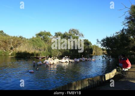 France, Bouches du Rhône, Parc naturel régional de Camargue (Parc Naturel Régional de Camargue), Saintes Maries de la mer, Banque D'Images