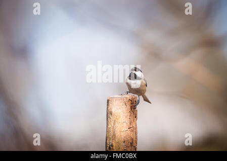 Mésange noire assise sur un post. Banque D'Images