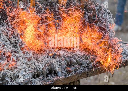 France, Charente Maritime, Ile d'Oleron, eclade, typique et local lave, l'alignement de moules destinés à être cuits dans un incendie Banque D'Images