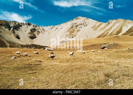 France, Hautes Alpes, vallée de l'Ayes, Villar Saint Pancrace, le chalet d'Orciere Banque D'Images