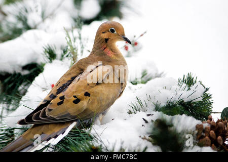 La Tourterelle triste portrait d'oiseaux en hiver neige close up. Banque D'Images