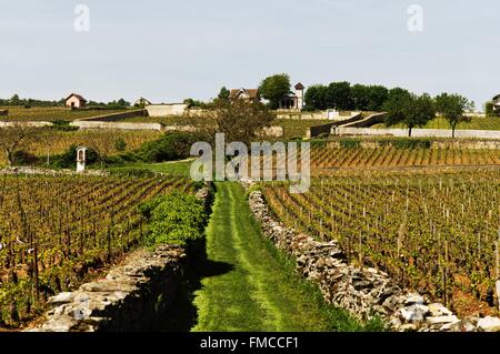 France, Côte d'Or, Meursault, la route touristique des Grands Crus de Bourgogne, climats, terroirs de Bourgogne classé au Banque D'Images