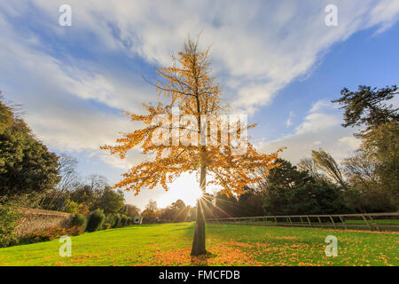 Voyageant dans le parc de Hotham, Bognor Regis, Royaume-Uni autour de matin Banque D'Images