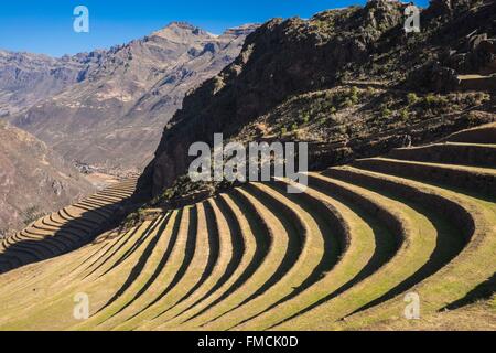 Pérou, Cusco, Vallée Sacrée des Incas Province, Pisac, champs en terrasses Banque D'Images
