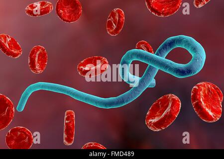 Virus Ebola, illustration. Banque D'Images