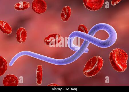 Virus Ebola, illustration. Banque D'Images