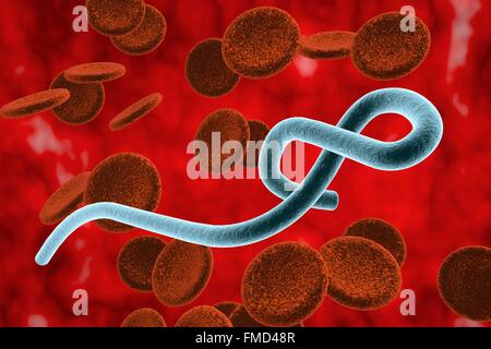 Virus Ebola, illustration. Banque D'Images