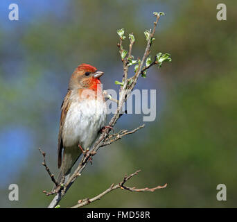 Rosefinch commun, rosefinch écarlate, mâle Banque D'Images