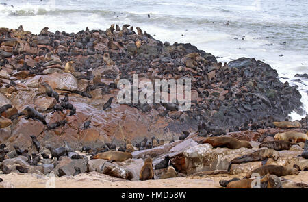 Les otaries à fourrure d'Afrique du Sud, Cape Cross, Arctocephalus pusillus Banque D'Images