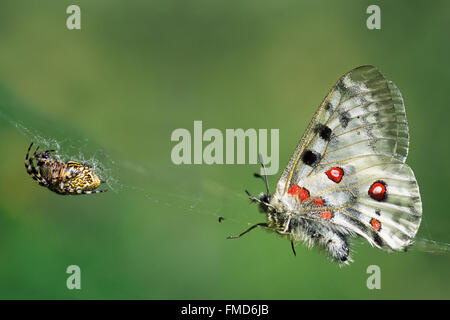 Mountain apollo (Parnassius apollo) papillon pris dans de web spider Argiope bruennichi wasp (brünnichii / Aranea) dans les Alpes Banque D'Images