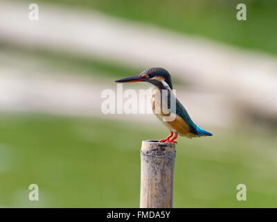 Kingfisher (Alcedo atthis), Laem Pak Bia, Pak Thale, Thaïlande Banque D'Images