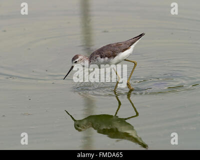 Marsh sandpiper Tringa stagnatilis) (dans l'eau, Laem Pak Bia, Pak Thale, Thaïlande Banque D'Images