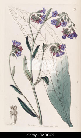 La planche 14 du 'Edwards's Botanical Register' présente des illustrations botaniques détaillées d'espèces végétales rares et exotiques, mettant l'accent sur l'identification et la classification des plantes. Banque D'Images
