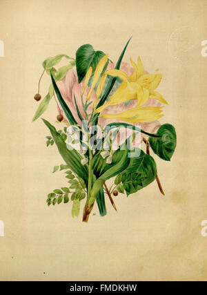 Flora's Dictionary fournit une vaste référence aux espèces végétales, offrant des descriptions détaillées et des classifications de diverses plantes. Il sert de guide complet pour la nomenclature végétale et les connaissances botaniques. Banque D'Images
