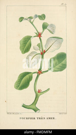 La planche 51 de 'flore pittoresque et médicale des Antilles' présente des illustrations détaillées de la flore des Antilles, mettant l'accent sur les plantes médicinales utilisées en médecine traditionnelle. Banque D'Images