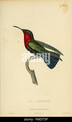 Histoire naturelle des colibris (Pl. 10) Banque D'Images